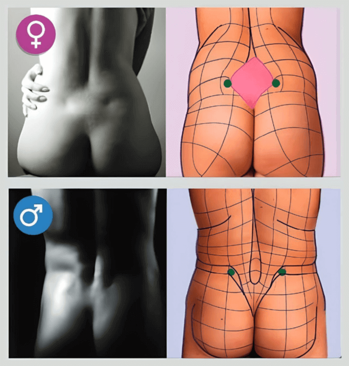 rhombus of michaelis diagram butt fat and hip fat distribution butt anatomy muscles and fat by anatomy for sculptors