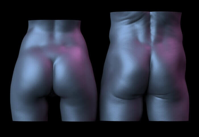 rhombus of michaelis realistic sculpt butt fat and hip fat distribution butt anatomy muscles and fat by anatomy for sculptors