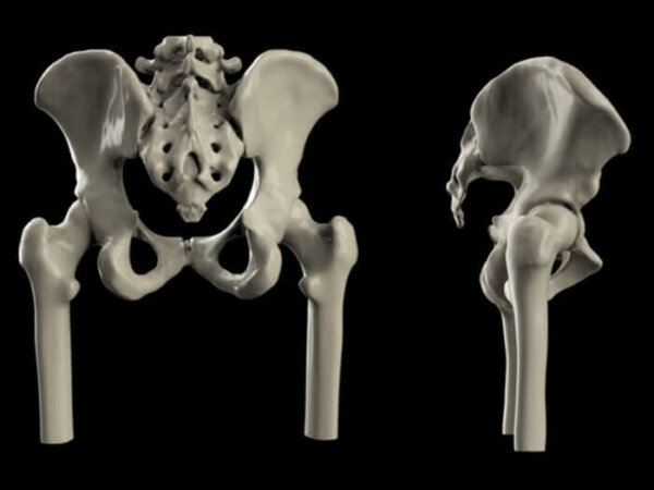 Butt bones and body proportions | Anatomy For Sculptors