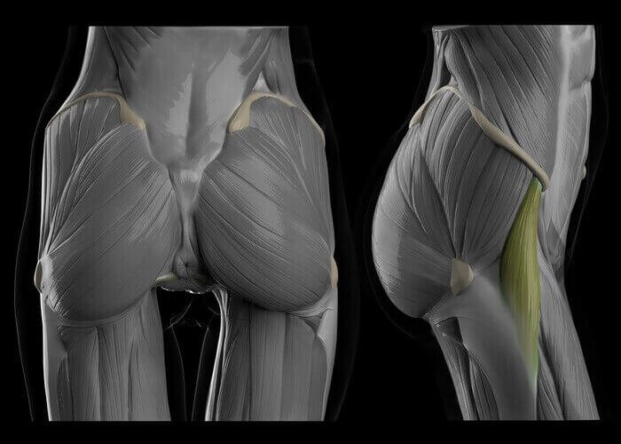 tensor fasciae latae muscles of the butt female version butt anatomy muscles and fat by anatomy for sculptors