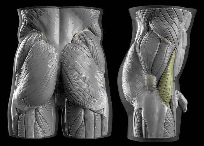 tensor fasciae latae muscles of the butt male version butt anatomy muscles and fat by anatomy for sculptors