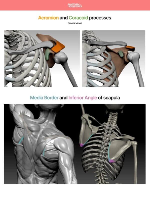 Acromion and Coracoid processes