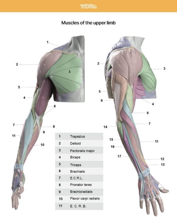 Arm and Hand in Motion by Anatomy For Sculptors page 1