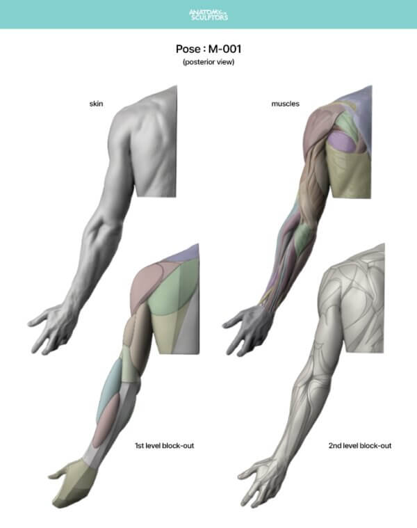 Arm and Hand in Motion by Anatomy For Sculptors page 3