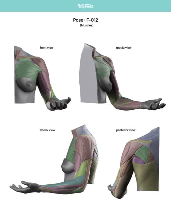 Arm and Hand in Motion by Anatomy For Sculptors page 4
