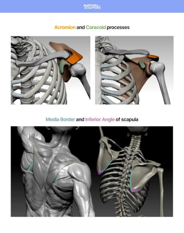 Arm and Hand in Motion by Anatomy For Sculptors page 5