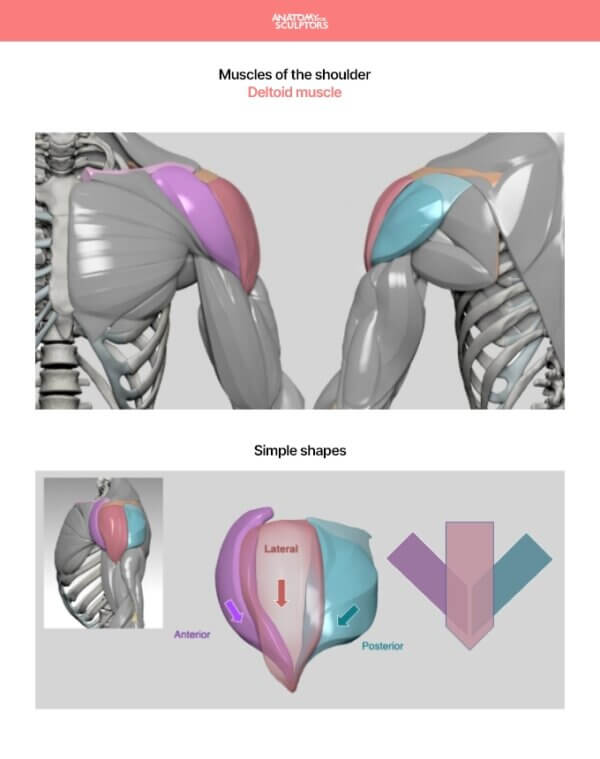 Arm and Hand in Motion by Anatomy For Sculptors page 6