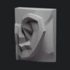 Ear 3D Model - Printable – Image 3