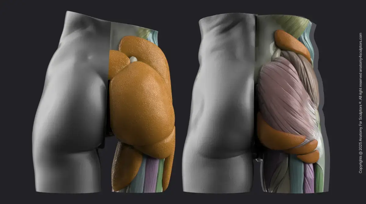 Female and Male major fat deposits comparison
