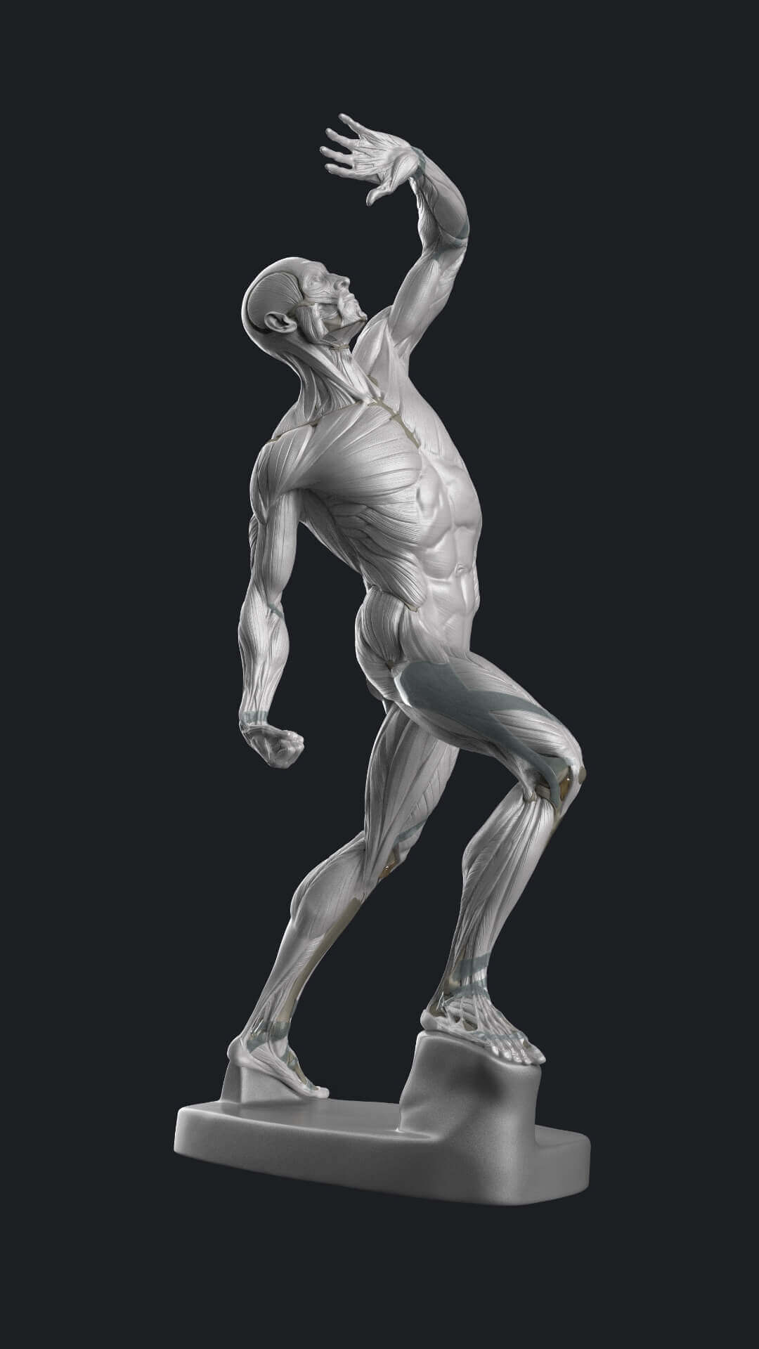 male ecorche for 3d reference tool