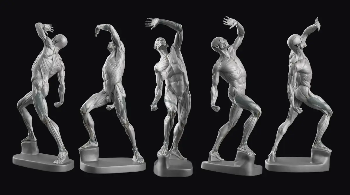 Membro superior: marcos ósseos 24 Blog de modelos de anatomia 3D para artistas