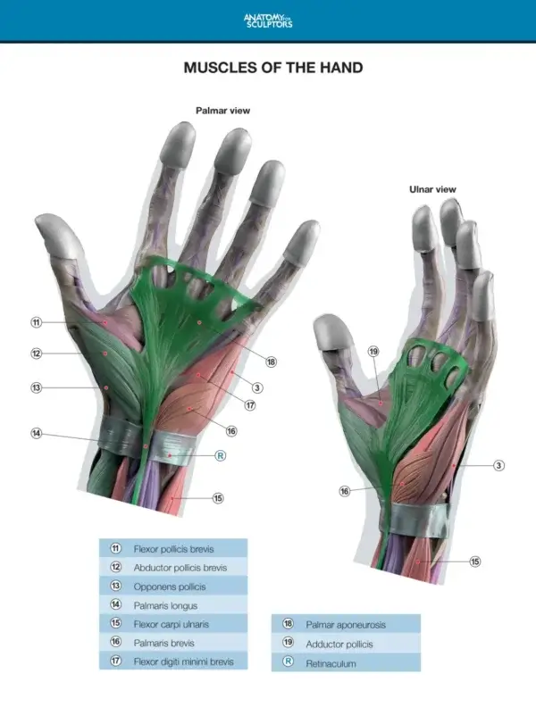 Arm and Hand in Motion – Bild 2