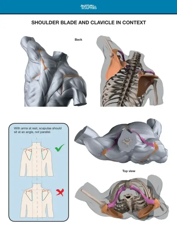 Arm and Hand in Motion – Bild 4