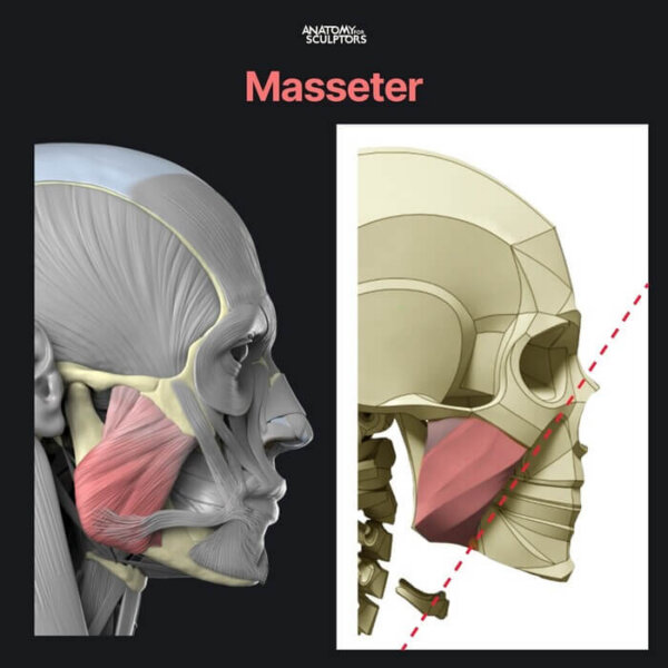 Intercheilion Line Forming the Head: Simple to Complex | Anatomy For Sculptors