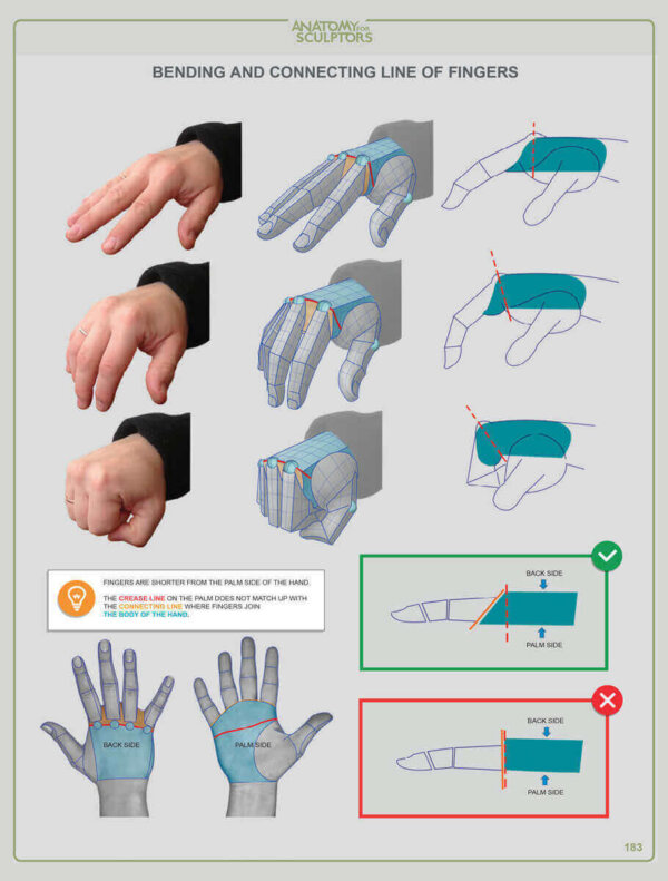 Perspective Error Human Body Understanding the Human Figure | by Anatomy For Sculptors