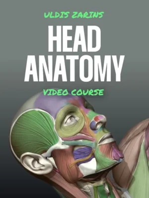 Anatomie de la tête