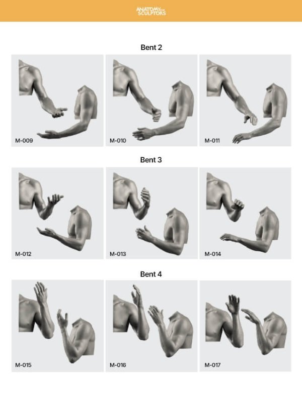 Arm-and-Hand-in-Motion-by-Anatomy-For-Sculptors-page-2