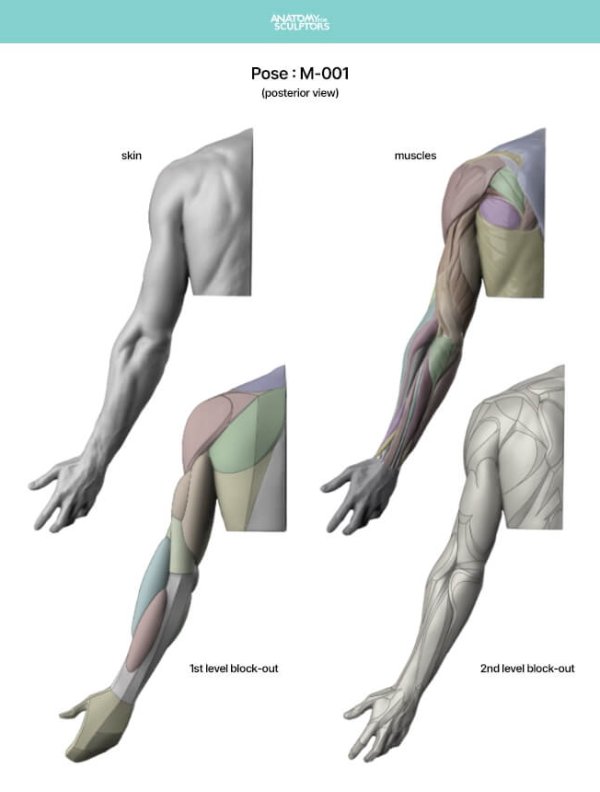 Arm-and-Hand-in-Motion-by-Anatomy-For-Sculptors-page-3