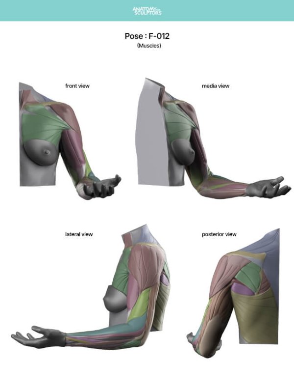 Arm-and-Hand-in-Motion-by-Anatomy-For-Sculptors-page-4
