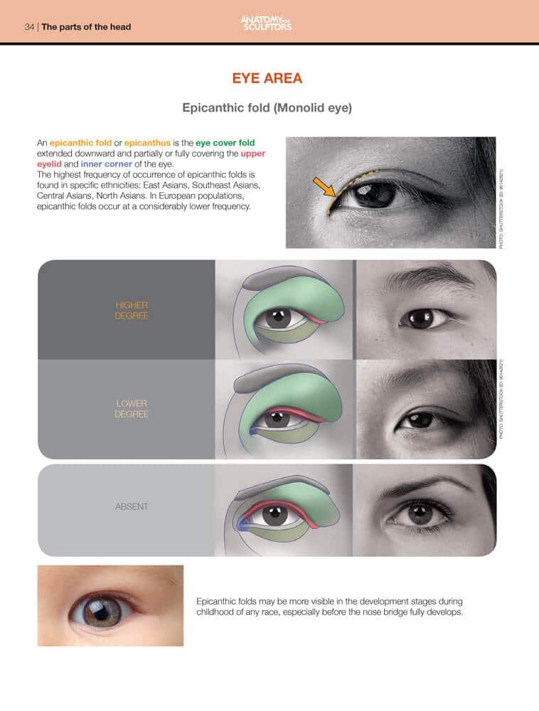 epicanthic fild monolid eye form of the head and neck by anatomy for sculptors