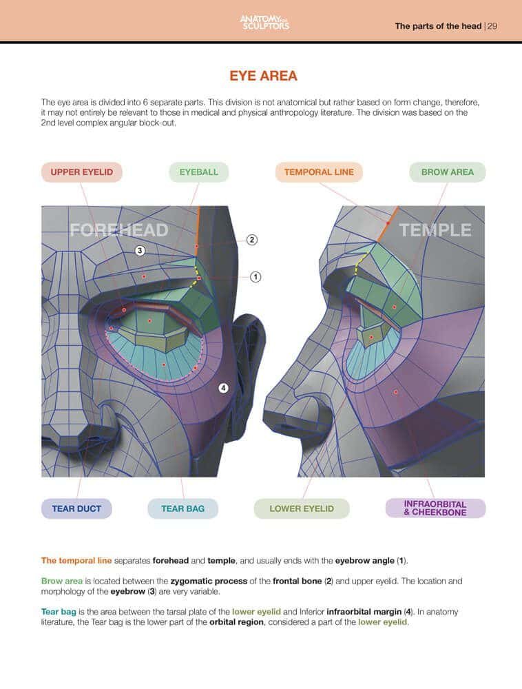 eye area block out form of the head and neck by anatomy for sculptors