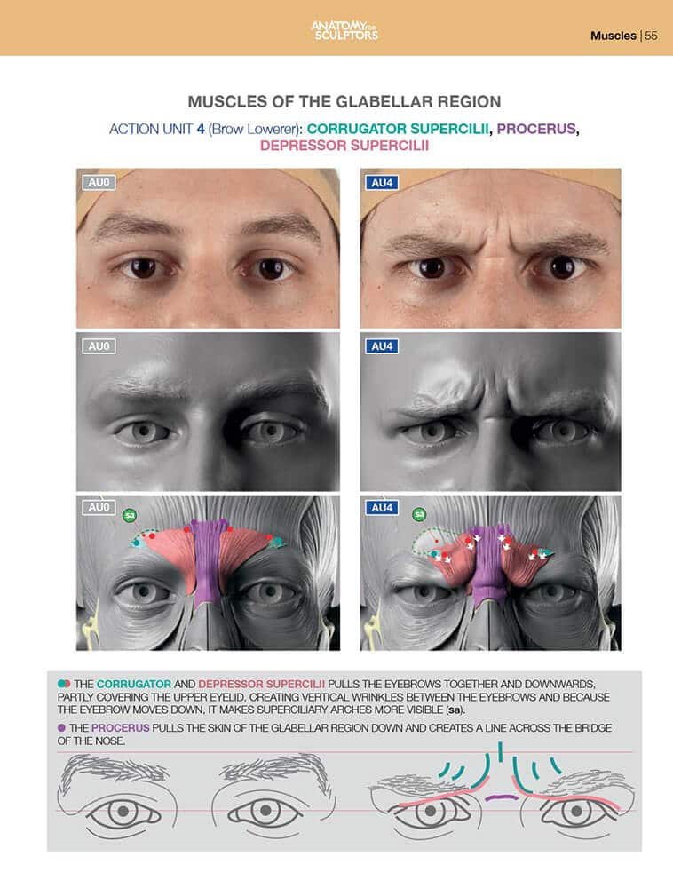 glabellar region muscle anatomy of facial expression anatomy for sculptors