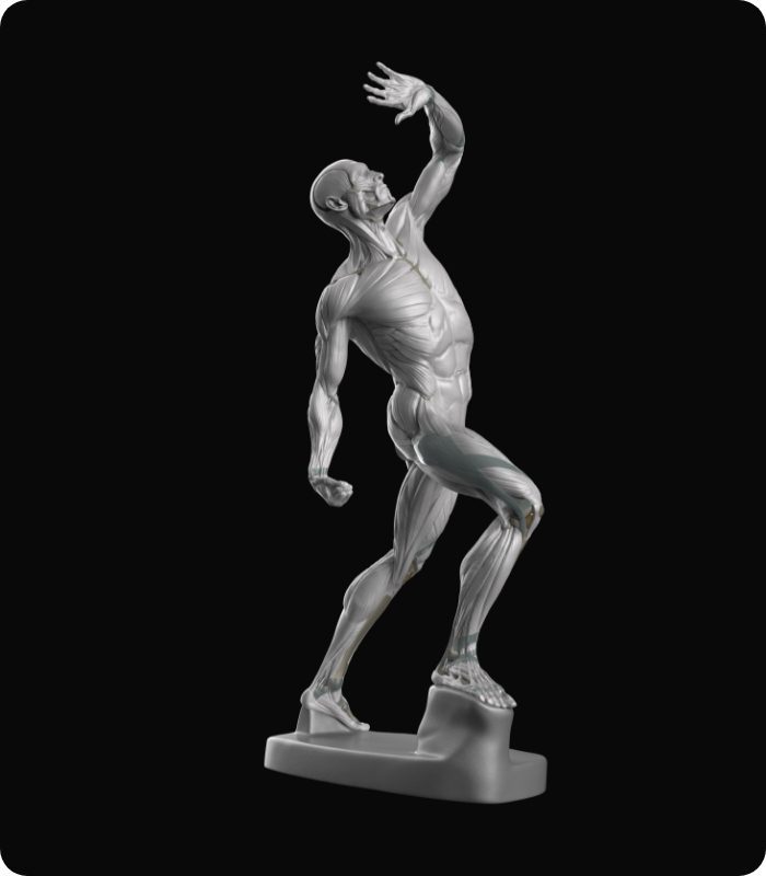 anatomy 3d model for artists