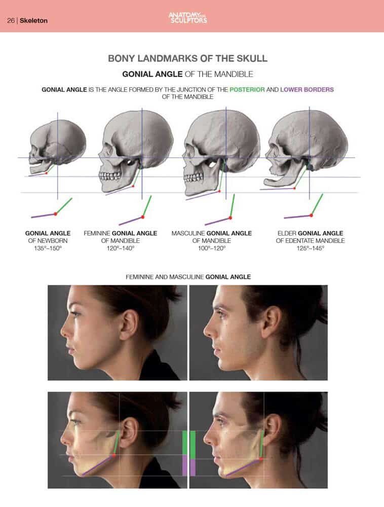 mandible gonial angles skull anatomy of facial expression anatomy for sculptors