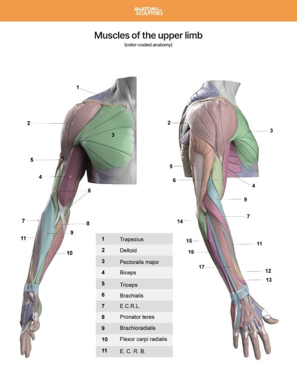 Muscles-of-the-upper-limb
