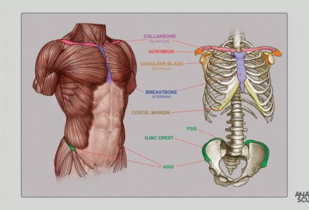 about anatomy for artists