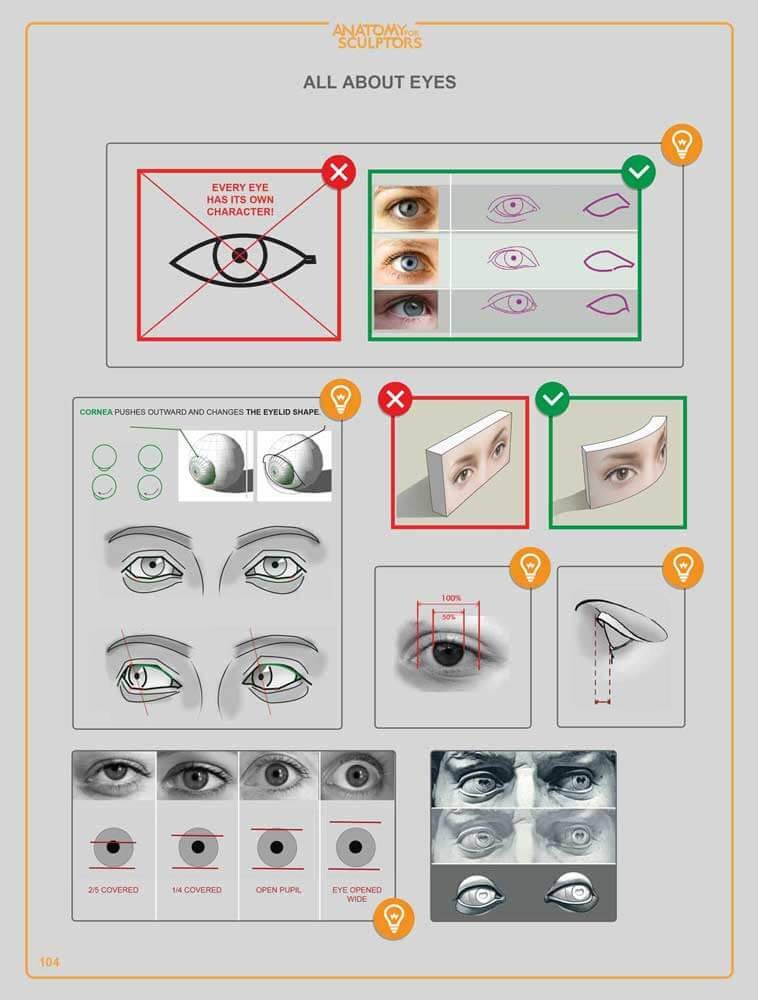all about eyes anatomy for sculptors understanding the human figure
