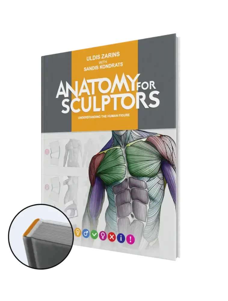 Anatomy For Sculptors on X: 1/3 Female rib cages tend to be