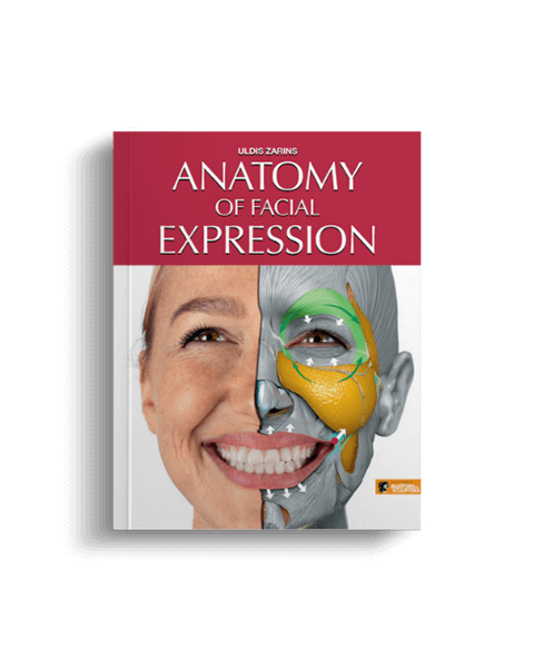 anatomy of facial expression