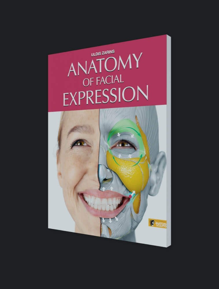 anatomía de la expresión facial - alemán