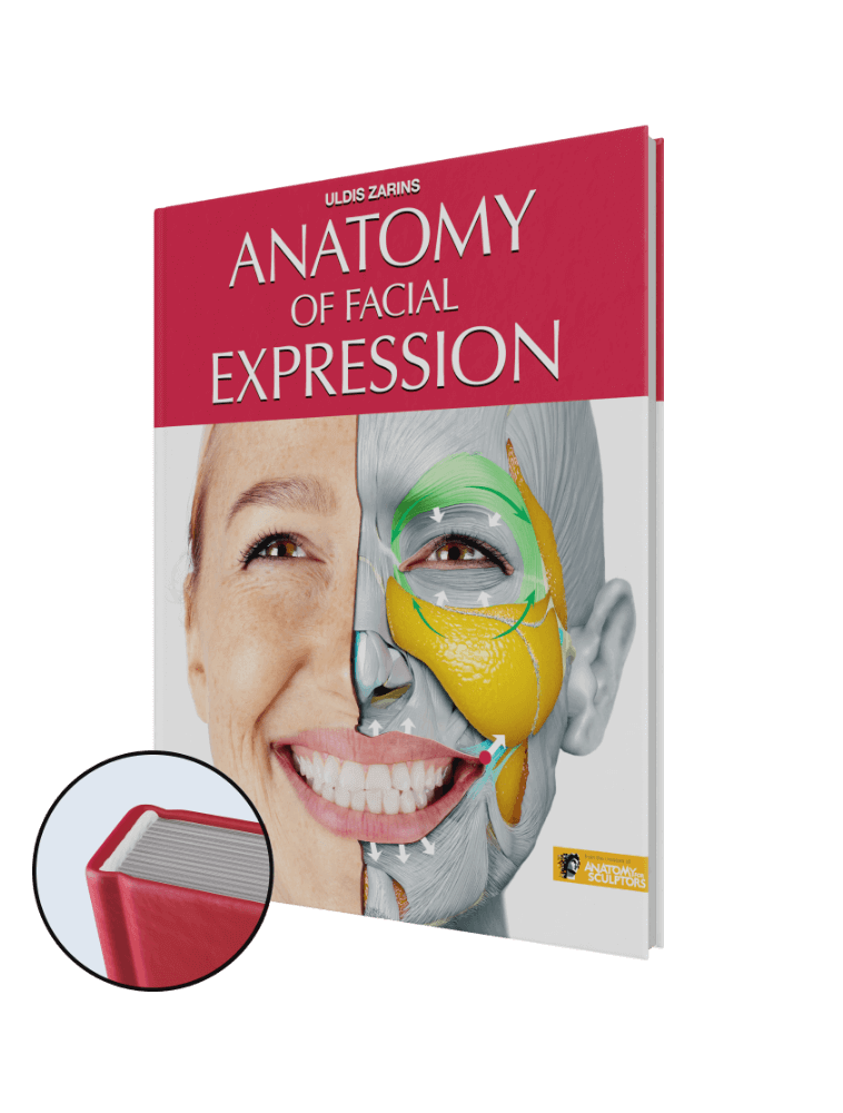 Anatomy of Facial Expression By Anatomy For Sculptors