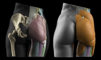butt anatomy muscles and fat by anatomy for sculptors