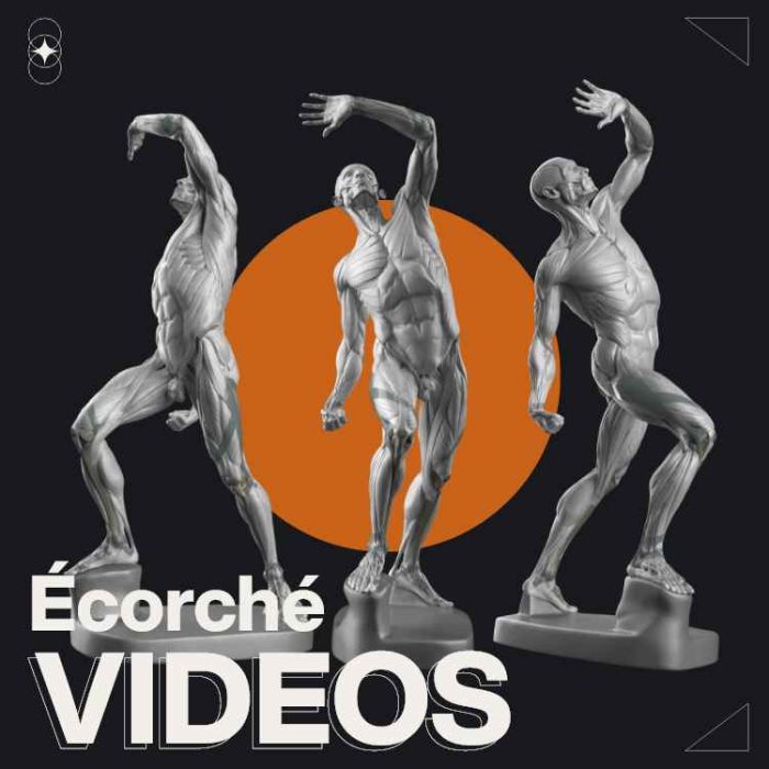 echorce video playlist by anatomy for sculptors