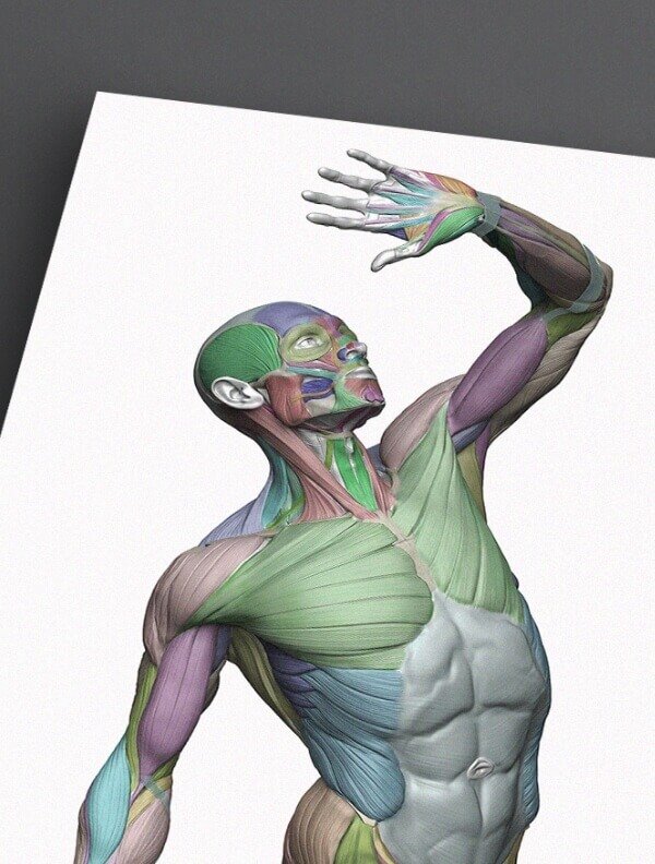 ecorche-poster-light-no-logo-4