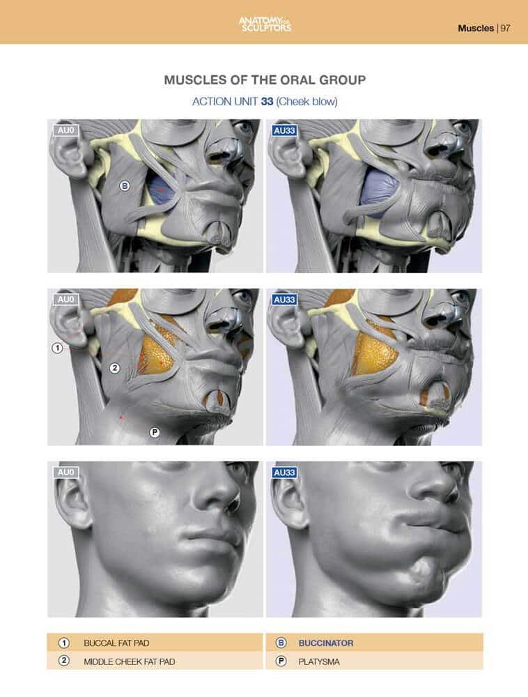 oral group muscles anatomy of facial expression anatomy for sculptors