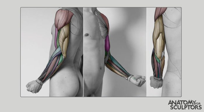 partly-flexed-male-arm-by-anatomy-for-sculptors_1024x1024