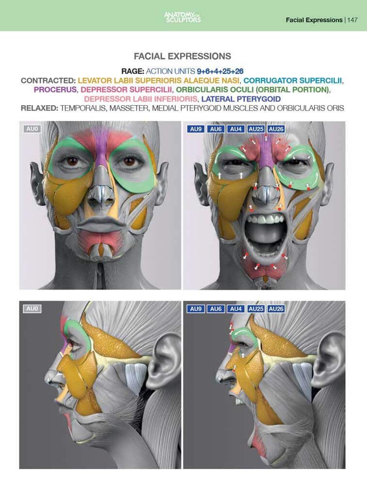 rage facial muscles anatomy of facial expression anatomy for sculptors