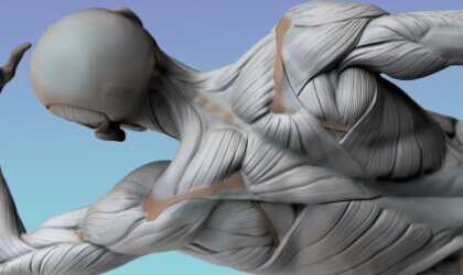 shoulder-bony-landmarks-anatomy-for-sculptors