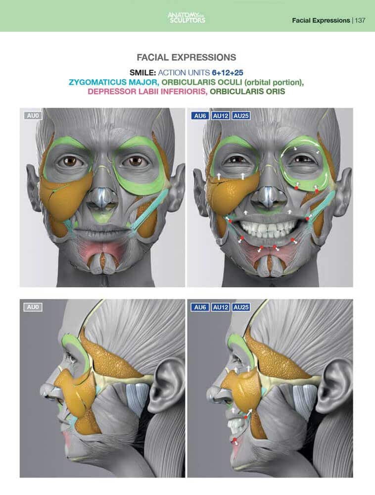 smile face muscle anatomy of facial expression anatomy for sculptors